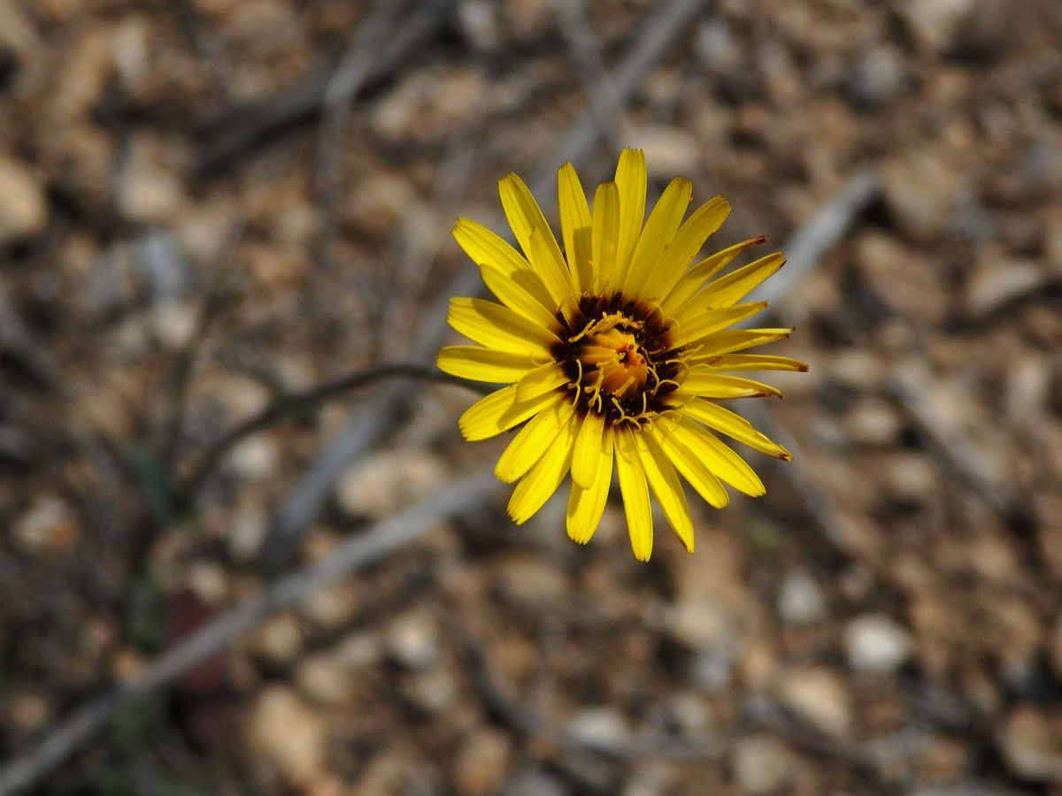 Reichardia tingitana (L.) Roth