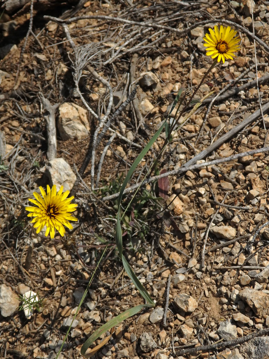 Reichardia tingitana (L.) Roth