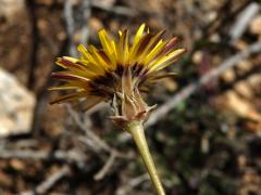 Reichardia tingitana (L.) Roth