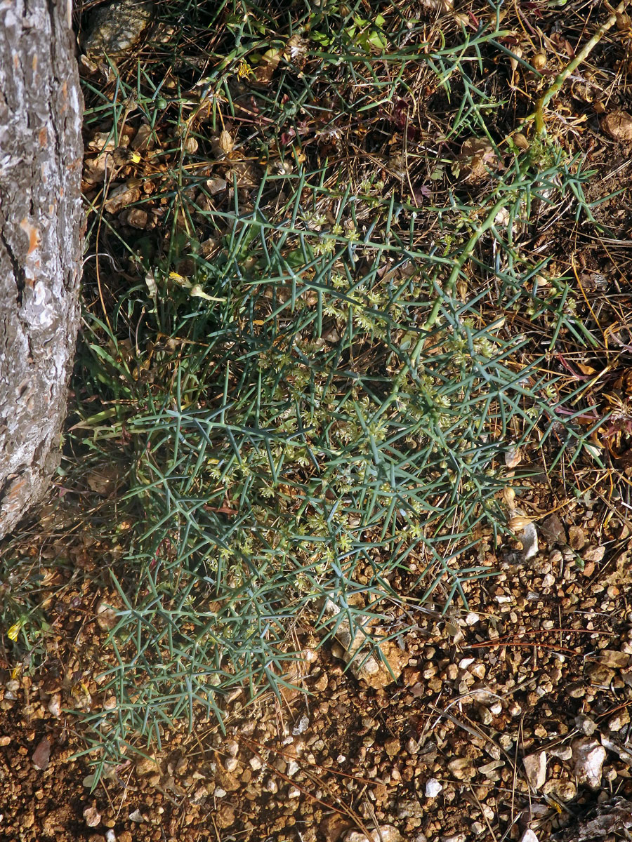 Chřest (Asparagus stipularis Forssk.)