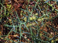 Chřest (Asparagus stipularis Forssk.)