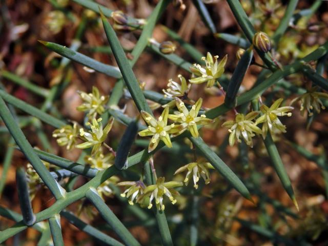 Chřest (Asparagus stipularis Forssk.)