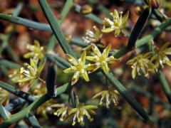 Chřest (Asparagus stipularis Forssk.)