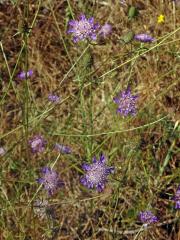 Hlaváč (Scabiosa maritima L.)