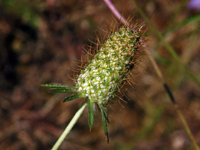 Hlaváč (Scabiosa maritima L.)