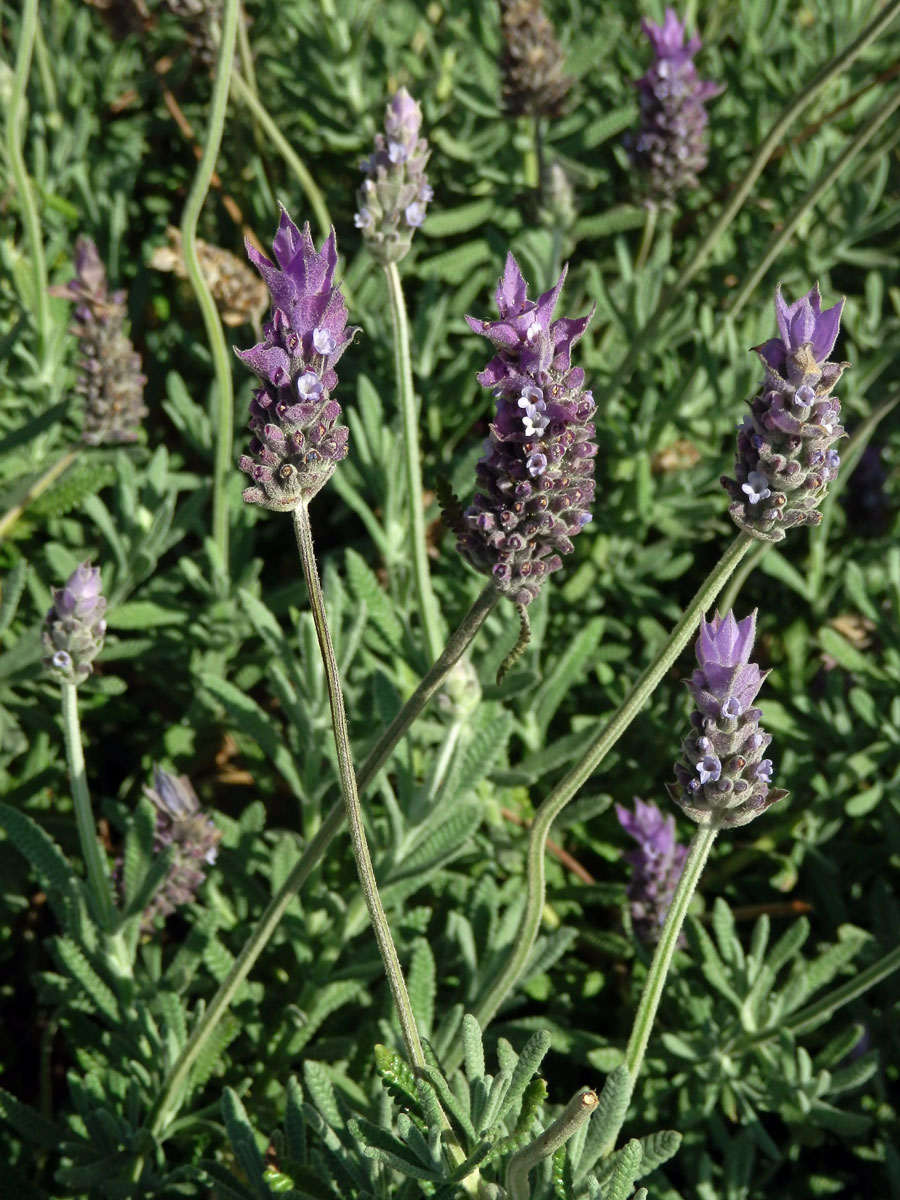 Levandule (Lavandula dentata L.)