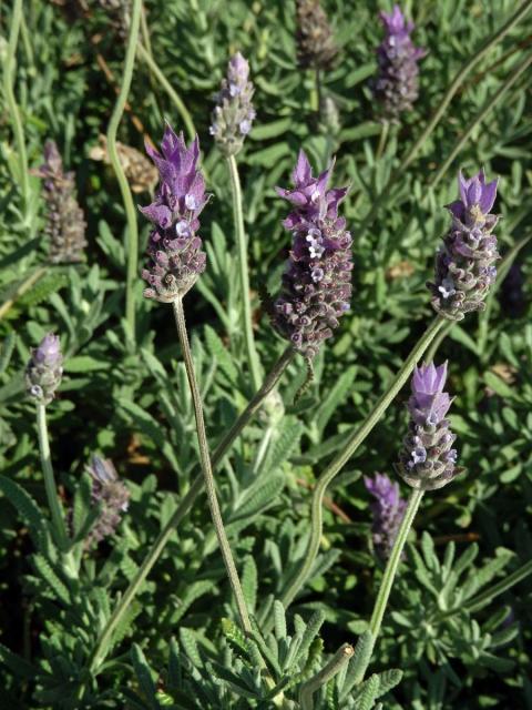 Levandule (Lavandula dentata L.)