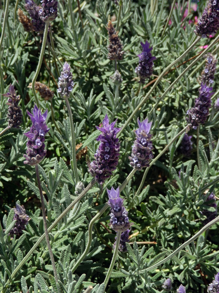 Levandule (Lavandula dentata L.)