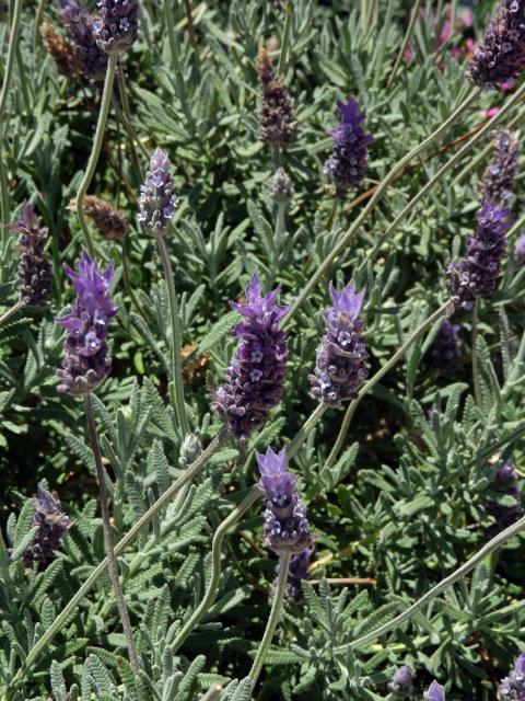 Levandule (Lavandula dentata L.)