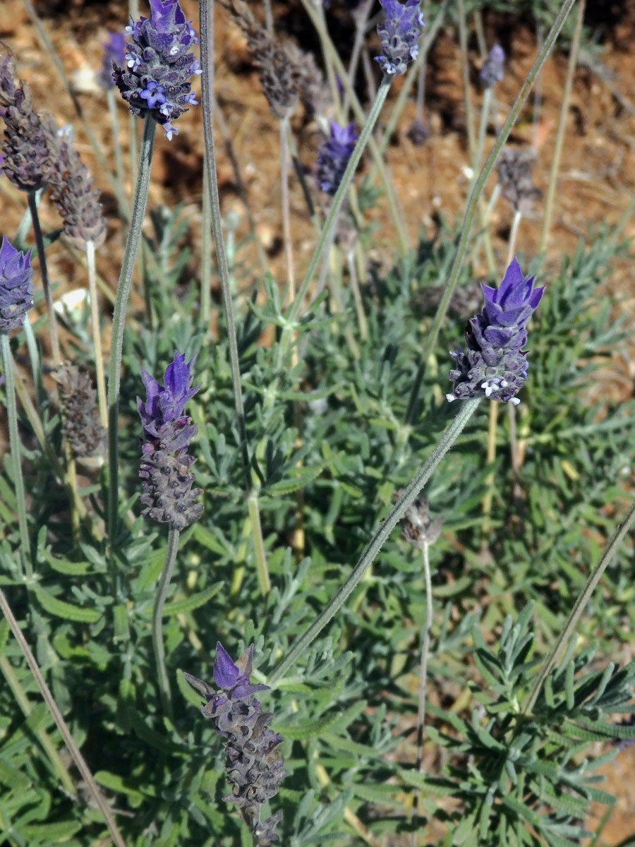 Levandule (Lavandula dentata L.)