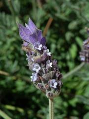 Levandule (Lavandula dentata L.)