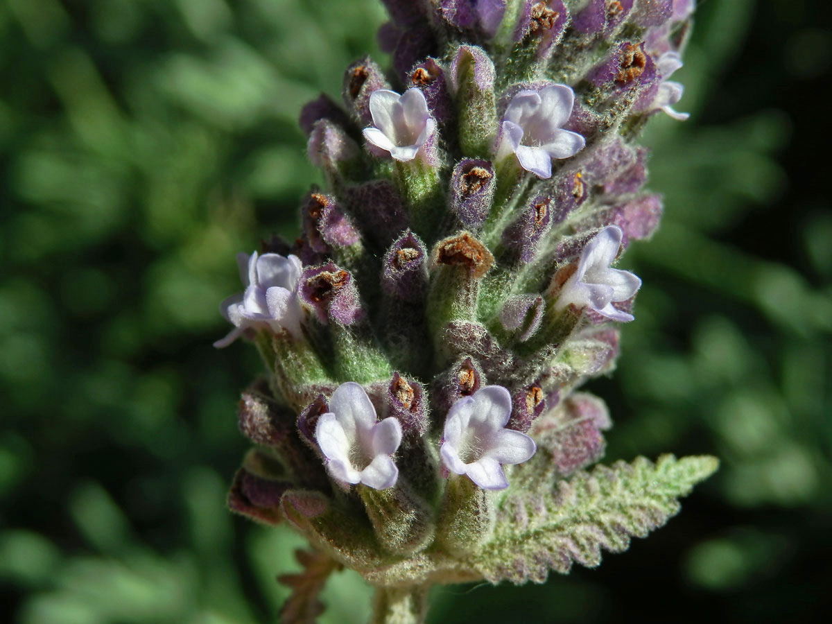 Levandule (Lavandula dentata L.)