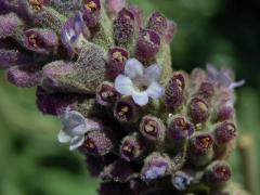 Levandule (Lavandula dentata L.)