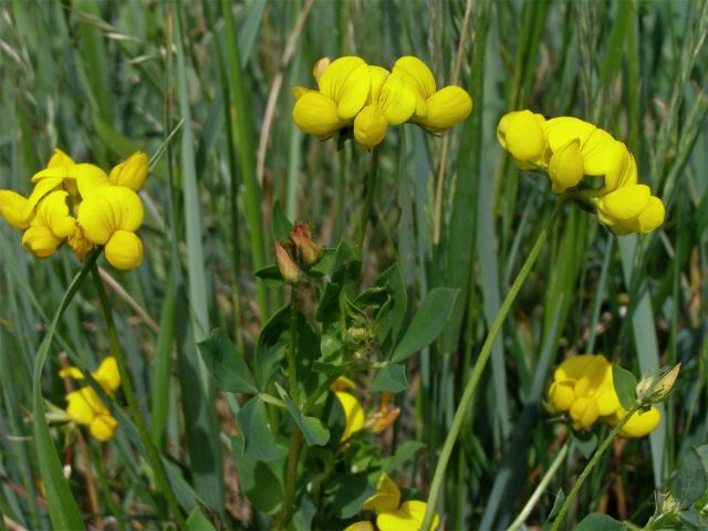 Štírovník růžkatý (Lotus corniculatus L.)