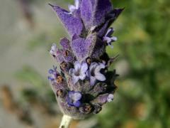 Levandule (Lavandula dentata L.)