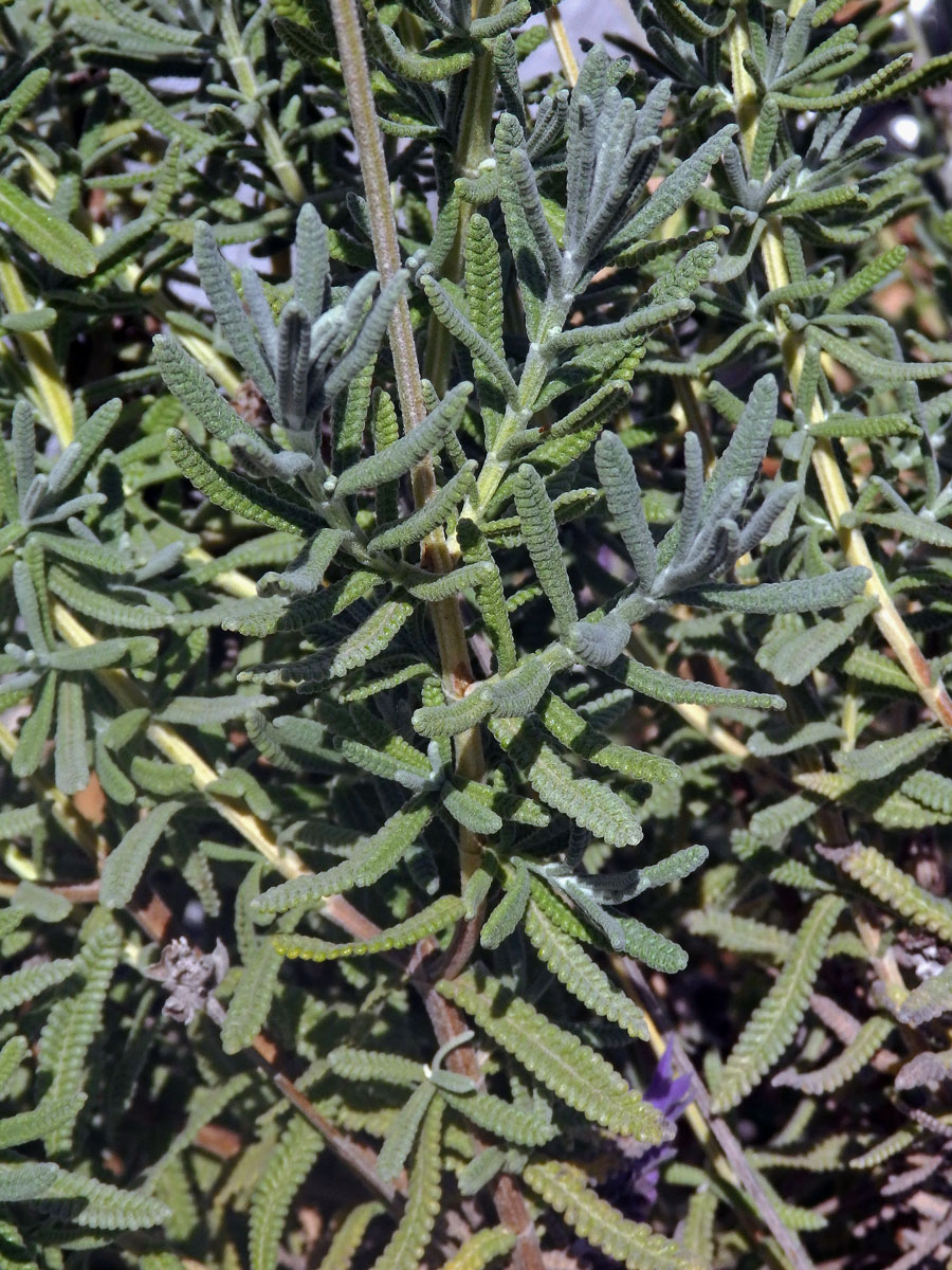 Levandule (Lavandula dentata L.)