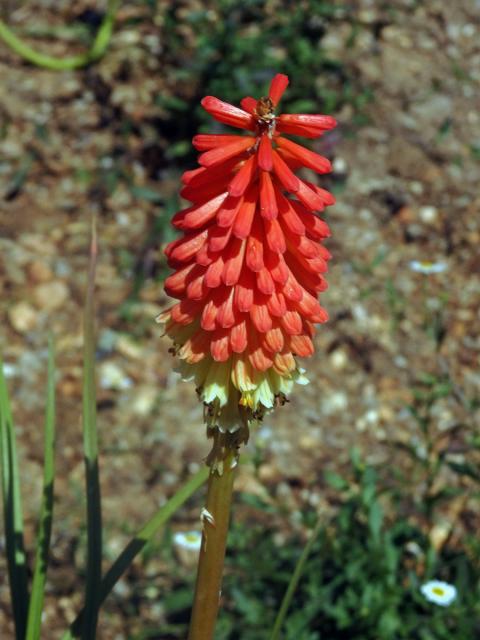 Kniphofie (Kniphofia uvaria (L.) Oken)