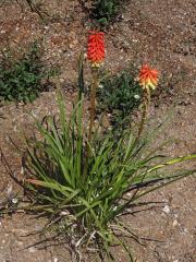 Kniphofie (Kniphofia uvaria (L.) Oken)