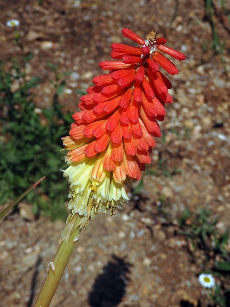 Kniphofie (Kniphofia uvaria (L.) Oken)