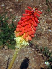 Kniphofie (Kniphofia uvaria (L.) Oken)