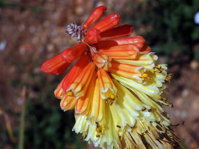 Kniphofie (Kniphofia uvaria (L.) Oken)