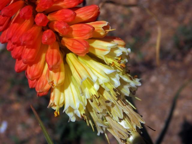 Kniphofie (Kniphofia uvaria (L.) Oken)