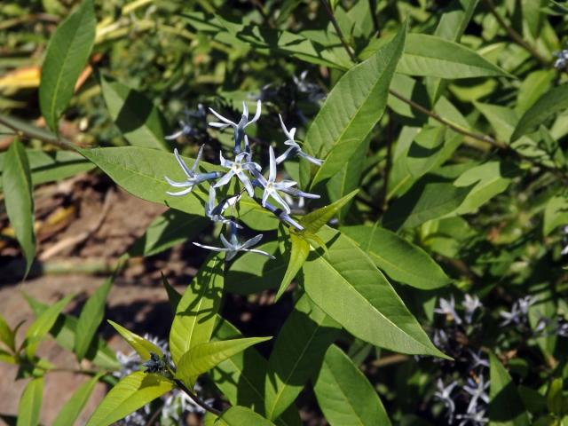 Amsonia ciliata Walt.