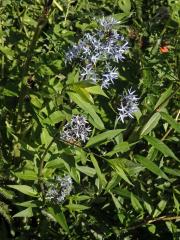 Amsonia ciliata Walt.