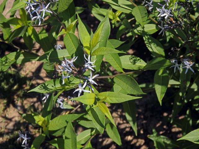 Amsonia ciliata Walt.