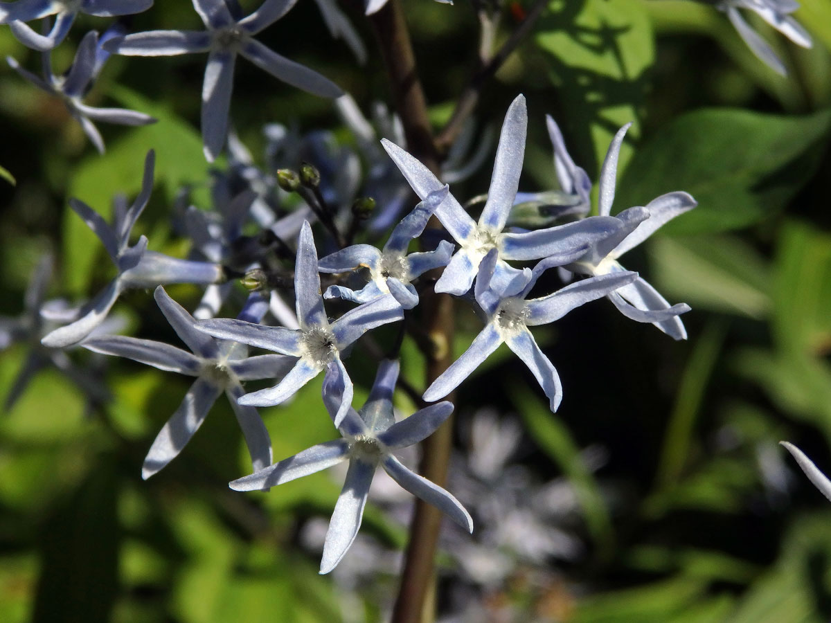 Amsonia ciliata Walt.