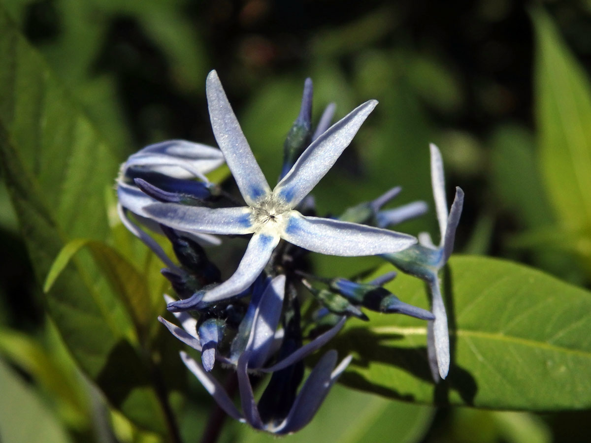 Amsonia ciliata Walt.