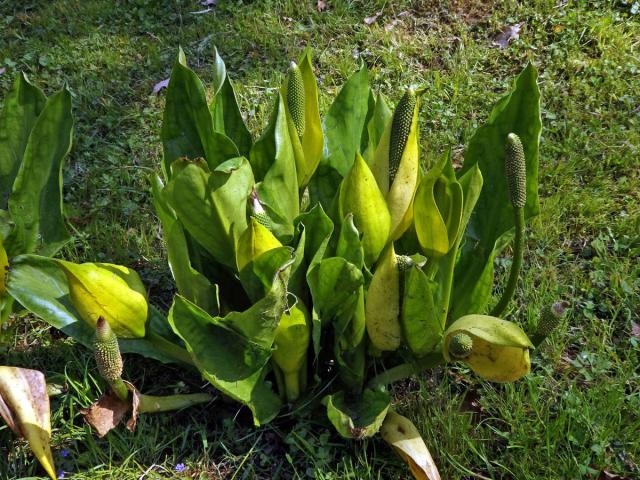 Kapsovec americký (Lysichiton americanus Hultén et H. St. John)