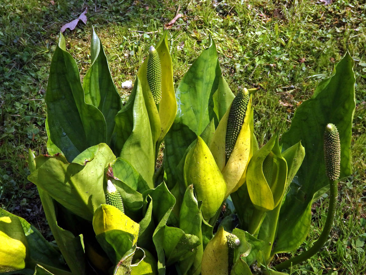 Kapsovec americký (Lysichiton americanus Hultén et H. St. John)