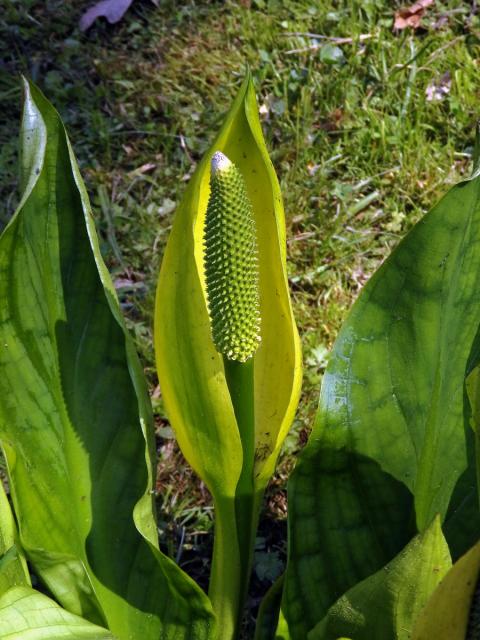 Kapsovec americký (Lysichiton americanus Hultén et H. St. John)