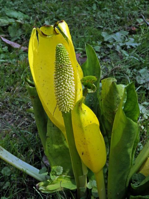 Kapsovec americký (Lysichiton americanus Hultén et H. St. John)