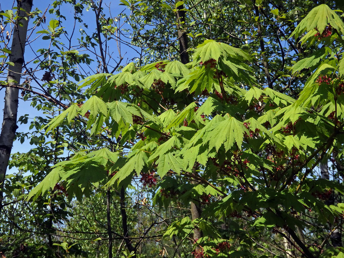 Javor shirasavanský (Acer shirasawanum Koidz.)