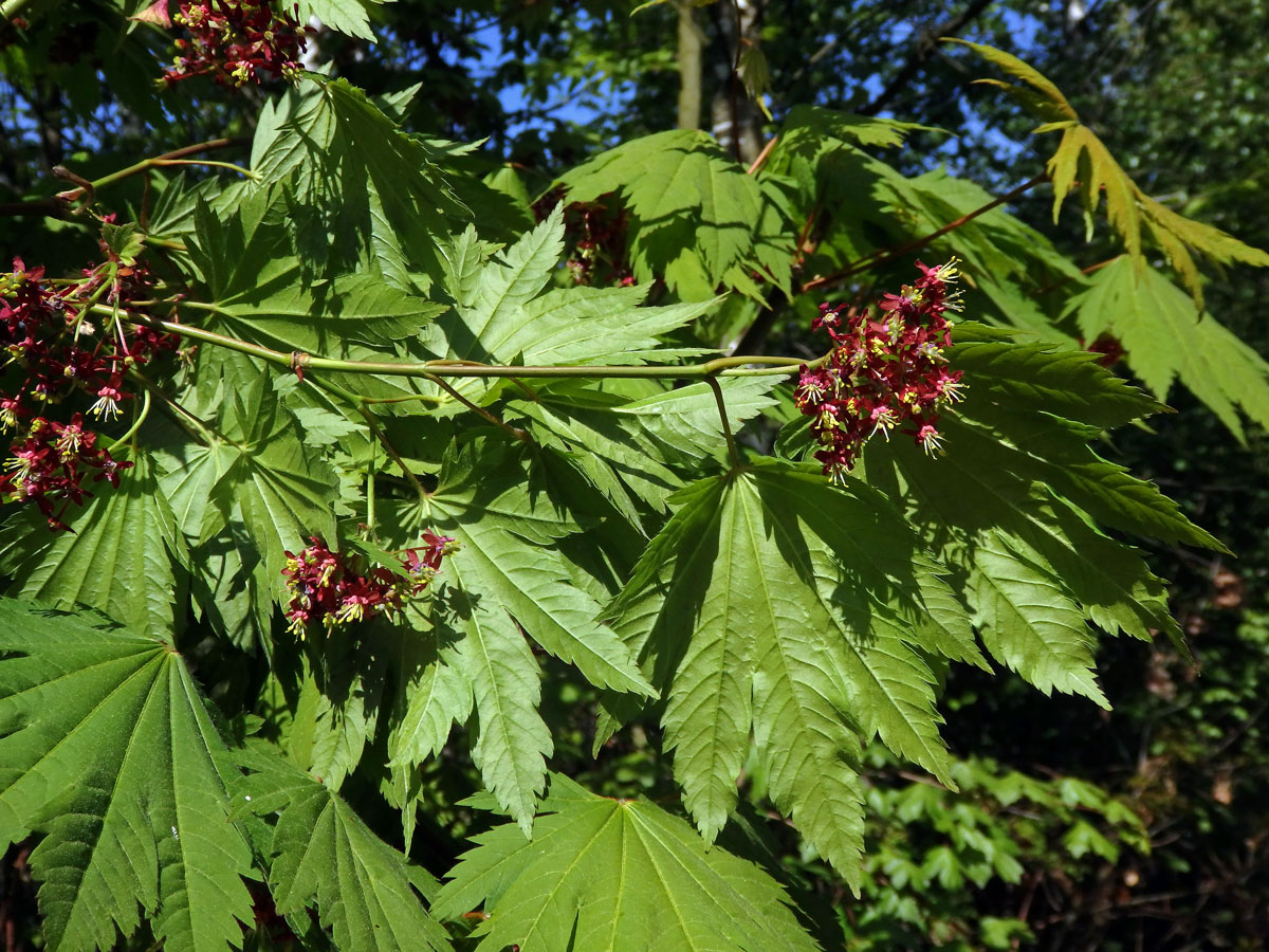 Javor shirasavanský (Acer shirasawanum Koidz.)