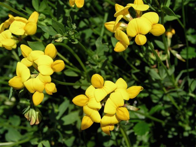 Štírovník růžkatý (Lotus corniculatus L.)