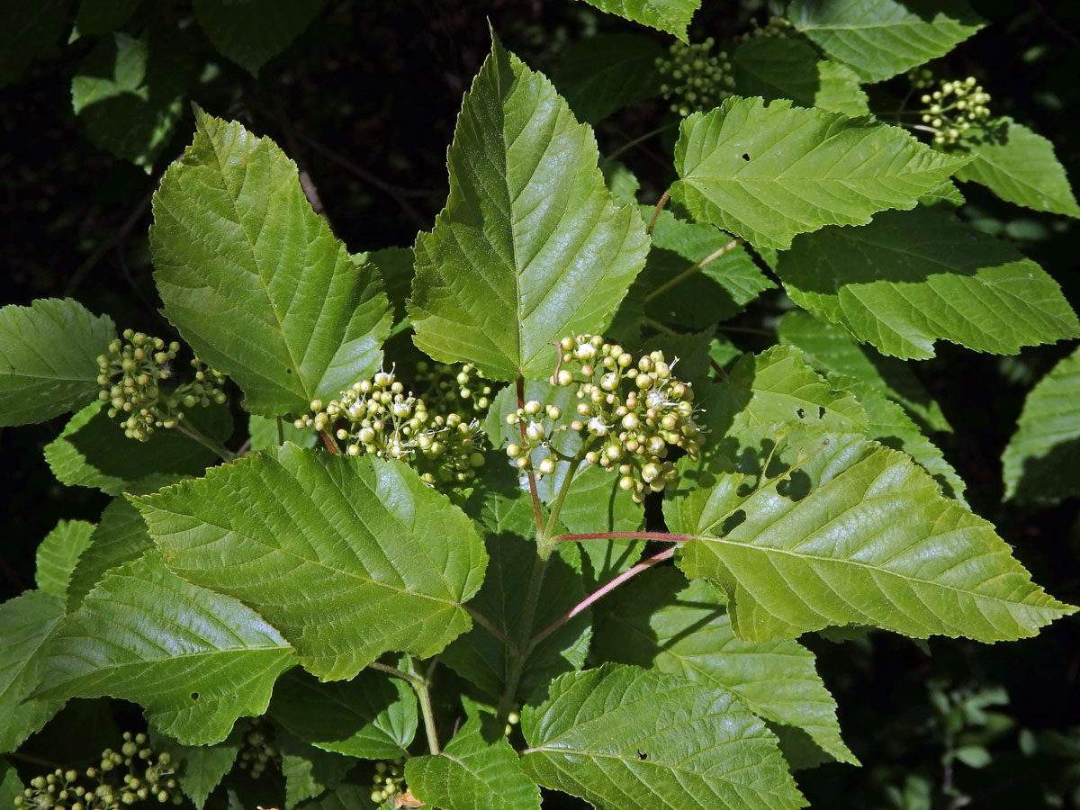 Javor tatarský (Acer tataricum L.)