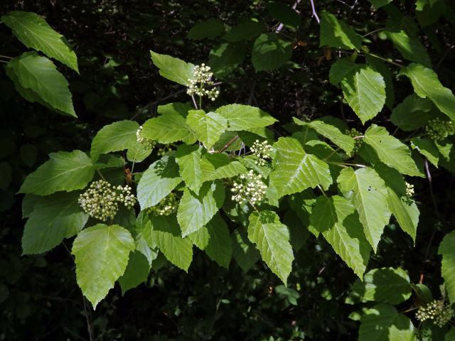 Javor tatarský (Acer tataricum L.)