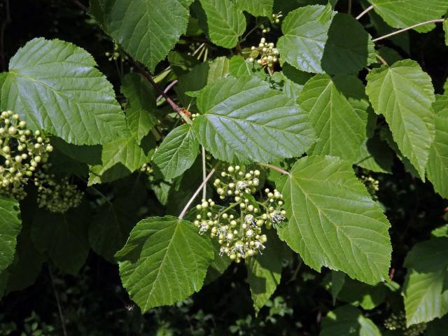 Javor tatarský (Acer tataricum L.)