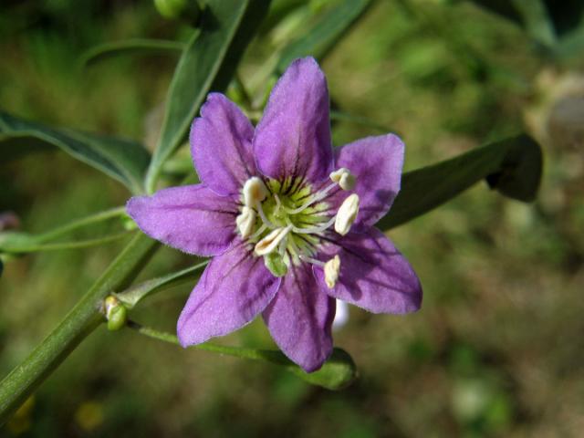 Kustovnice cizí (Lycium barbarum L.) - sedmičený květ