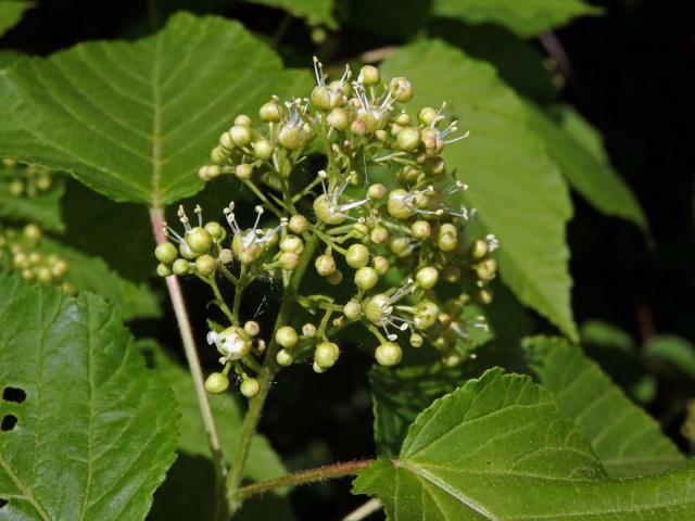 Javor tatarský (Acer tataricum L.)