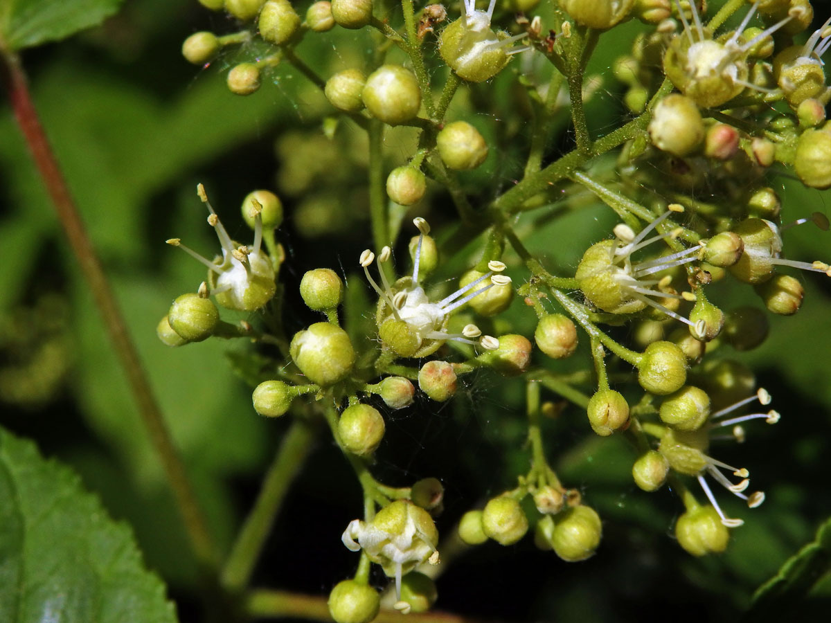 Javor tatarský (Acer tataricum L.)