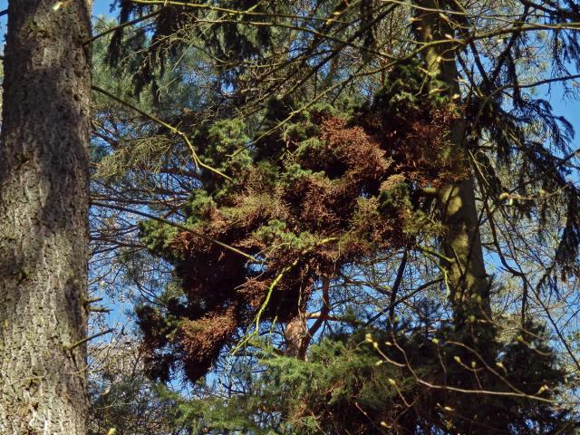 Čarověník na smrku ztepilém (Picea abies (L.) Karsten) (10)