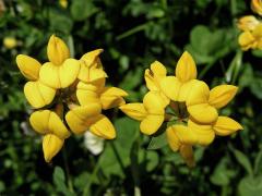 Štírovník růžkatý (Lotus corniculatus L.)