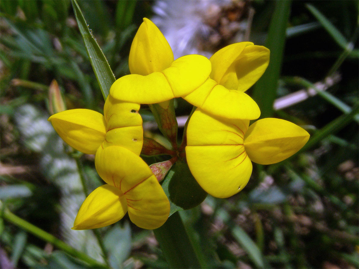 Štírovník růžkatý (Lotus corniculatus L.)