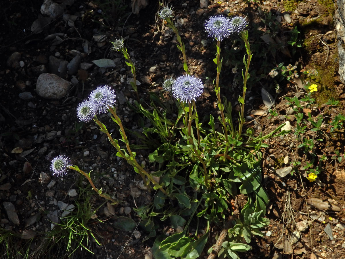 Koulenka prodloužená (Globularia bisnagarica L.)