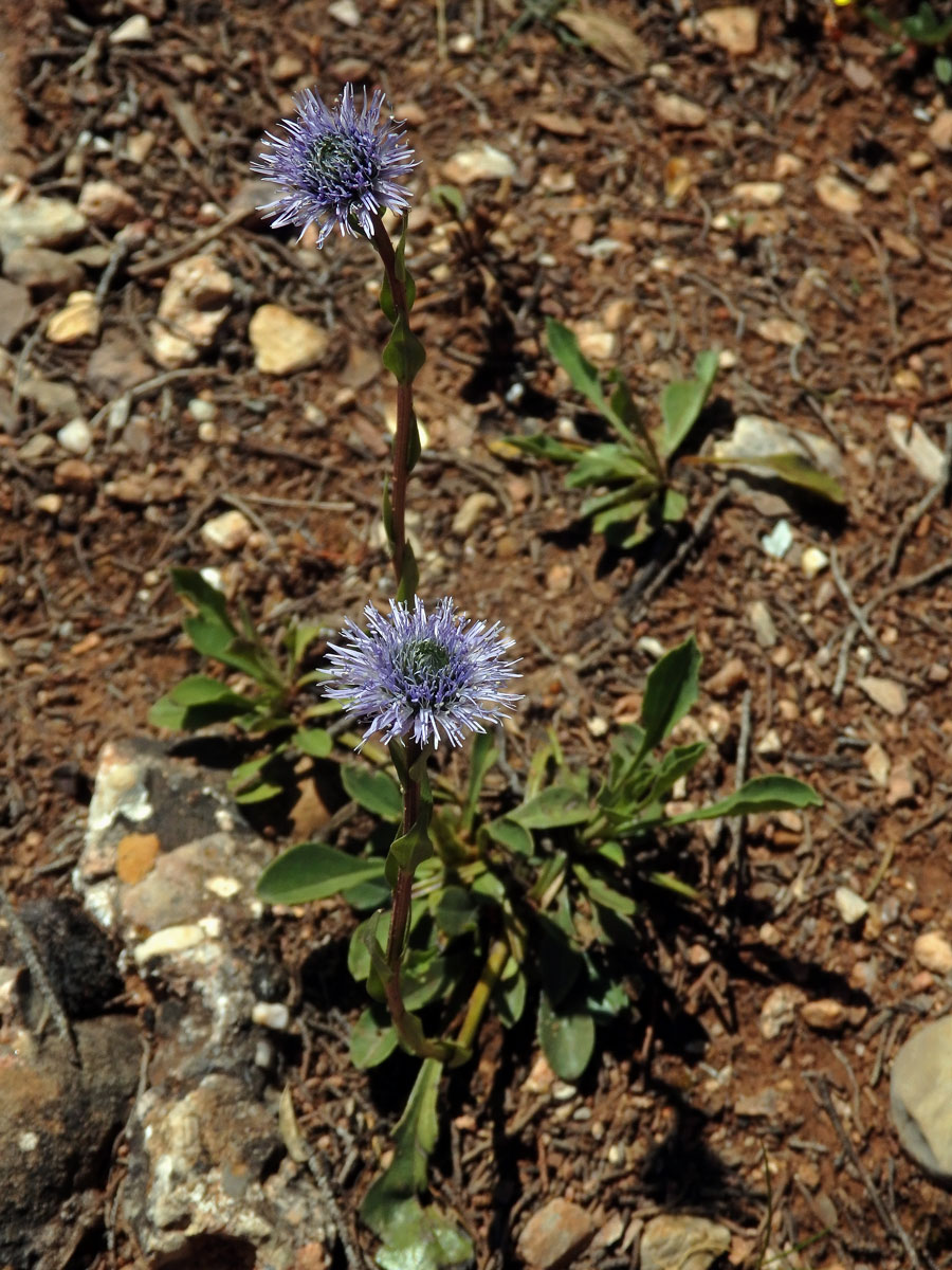 Koulenka prodloužená (Globularia bisnagarica L.)