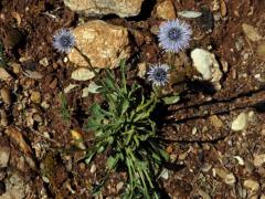 Koulenka prodloužená (Globularia bisnagarica L.)